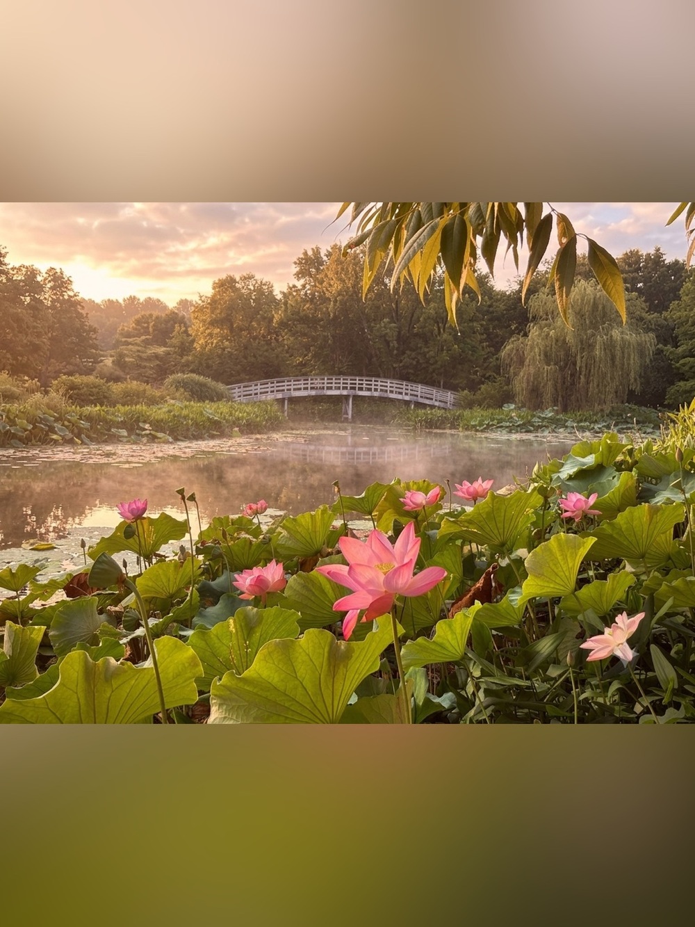 Morning Lotus Pond Photography Print - Pink